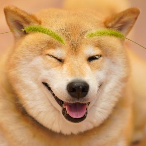 Original Maru Shiba Inu Photo